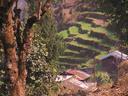 Rice terraces.